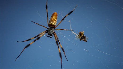 Video: Hammerhead shark hunts blacktip sharks in Florida's waters