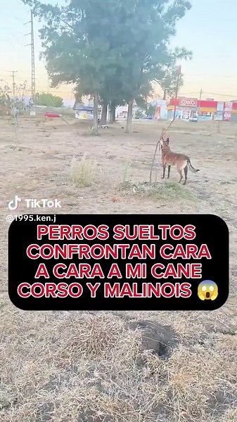 Perros sueltos confrontan a mi Cane Corso y Malinois
