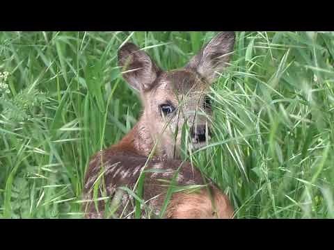 Ein Kitz ruft seine Mutter