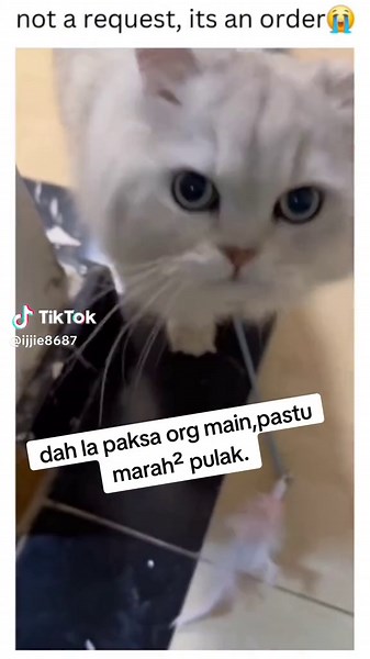 Angry Cat Compilation: Funny Videos of Cats Getting Upset