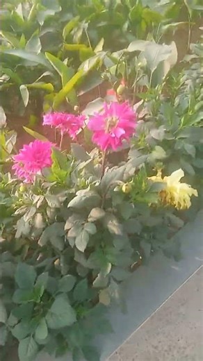 garden maintain karvane ke ho aap log ko bhai to is number per