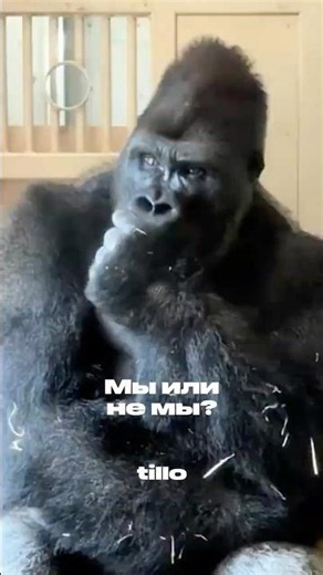 Горилла стала звездой соцсетей из-за своей задумчивости