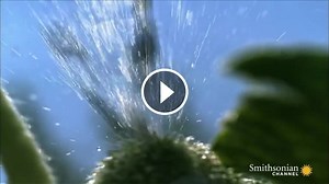 Invázna tekvica striekavá (Ecballium elaterium)