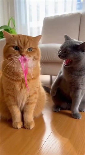 Funny Cat Blows Giant Bubble Gum Balloon… Then Another Cat Pops It! 😂🐱🎈