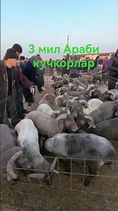 Karshi caravan goods 🐄 market