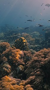 Diving on Cocos 🧡 With multiple breathtaking dive sites, 25m visibility and marine life everywhere - the Cocos (Keeling) Islands should be on every divers bucket list 🪸 #seeaustralia @_ryanchatfield on board with @cocosdive | Cocos Keeling Islands Visitor Centre