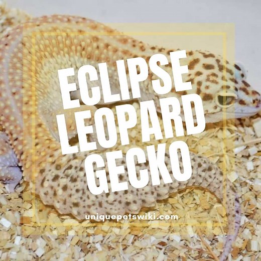 Eclipse Leopard Gecko - Morph Profile with Pictures and Basic Care