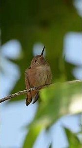 Amazing Capture 37 Day Old Male Allen's Hummingbird Chick #babyhummingbirds #nest #hummingbirds