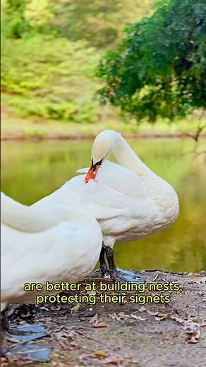 Why Swans Mate for Life...