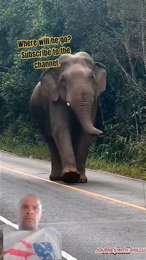 How fast does an elephant run? If you know, leave a comment. #whiteelephant #elephanttwins #rafiki