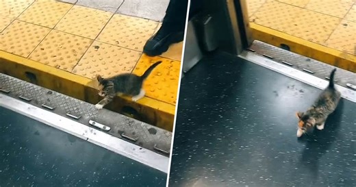 A Kitten Walked Onto the New York Subway. What Happened Next?