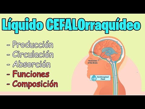 Liquido Cefalorraquídeo (LCR) FUNCIONES, CIRCULACION, COMPOSICION | MEJOR EXPLICADO