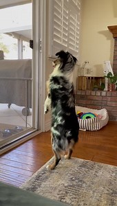 53K views · 2.1K reactions | When you hear the neighbors arguing outside | Best of Aussies Doing Things | Facebook