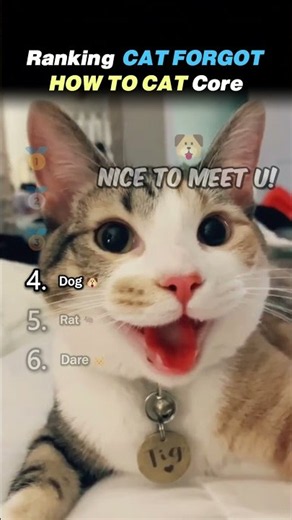 Ranking CATS FORGOT HOW TO CAT Core Moments!! 😹💀