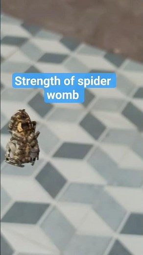 strength of 1 string of spider womb