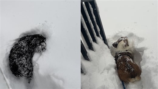 Winter storm vs dogs: Watch pups brave snow during powerful nor’easter
