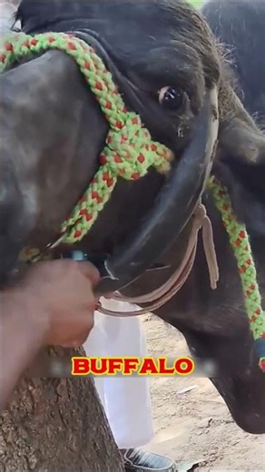 🐃 Buffalo's Horns Were About to Poke Its Own Eyes! 😱 #sadvideos #braviary #gifartist #langur