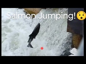 Salmon Jumping on the fish ladder! 🎣 #nature #salmonrun #livestream