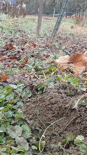 Pulling t-posts by hand #homestead #gardenwork
