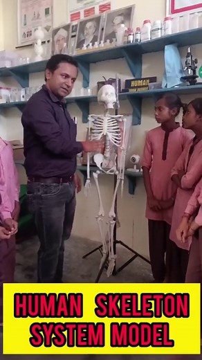 Human skeleton system #humanbody #bones #skeleton #science #learning #practical #models #shortsfeed #reels #laboratory #sciencelab #projects #bone #typesofbones #trending #viral #viralshorts #creation #creativity | Education Boom