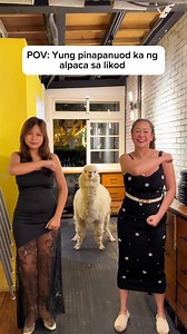 Restaurant na may Alpaca inside 🦙😍 Reece Buenaventura | Zara Lopez