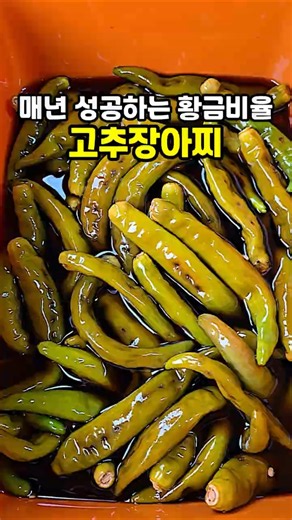 일년 지나도 물러지지 않고 간이 딱! 좋은 청양고추 고추장아찌! #고추장아찌 #청양고추장아찌 #장아찌 #장아찌간장비율 #여름별미
