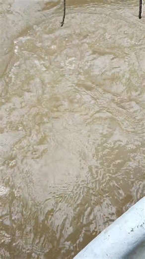 这鱼把弹簧都给报废了🤣 | Ray Wong