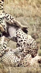 amazing fight between two cheetahs .:: Sound Of Safari. Two cheetahs face each other in the open savanna, both tense and alert. The golden grass ripples in the wind as they circle, growling softly — a warning to stay back. Their tails flick rapidly, eyes locked. Suddenly, one lunges forward with lightning speed, claws slashing. They crash together, hissing and snarling, each trying to dominate. Dust flies as they tumble and kick, powerful limbs striking with precision. One cheetah pins the other