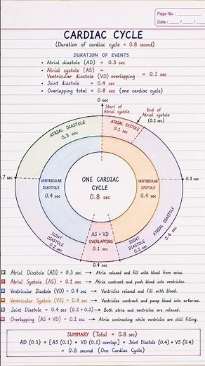 cardiovascular system.blood flow pathway,generation of action potential ,SA node action potential