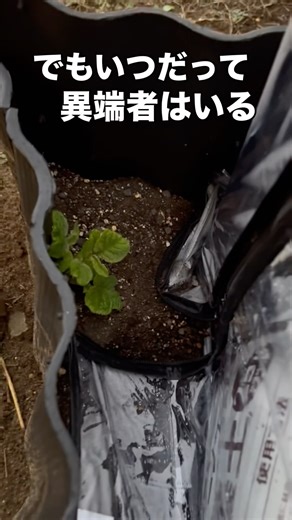 なんで、中に入らないの？じゃがいも君？ #じゃがいも #ハウス栽培 #家庭菜園
