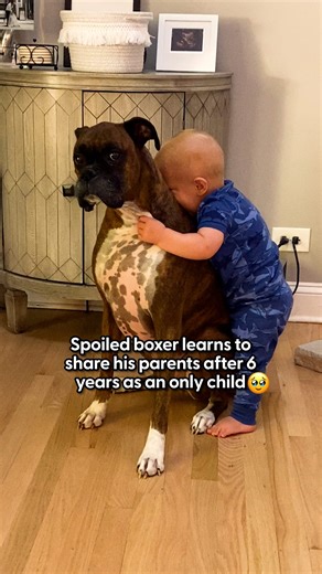 The Dodo on Instagram: "This “only child” boxer brings his baby brother all the toys like it’s his job now 😂💞 Gianna shared how her wild child @vito.the.boxer went from being the center of attention to the world’s most protective big brother — and our hearts can’t handle 🫶"