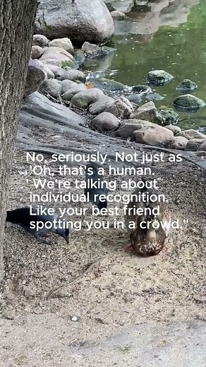 Did You Know Crows Remember Your Face?If You Were Mean to a Crow... THEY REMEMBER