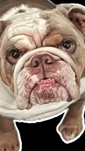 Monstro the whale from Pinocchio #fire