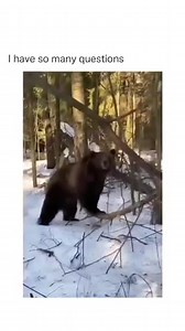 How they prepare for a bear hunt in Russia. | Hester's Black & Tan Hounds