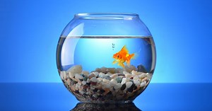 Acheter un poisson rouge pour son enfant