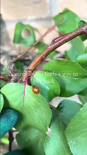 Don’t throw old #raspberry #canes away. Dry them out & use as a support for your plants next year