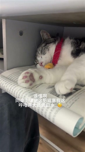 Deafening Snoring vs. Boring Lectures: Cat's School Day FelineDiary