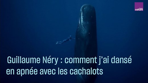 Champion du monde d'apnée, Guillaume Néry embarque aussi des caméras sous l'eau. Il nous raconte les coulisses d'une scène clé de son dernier film, une scène de danse hors du temps avec des cachalots. | France Culture
