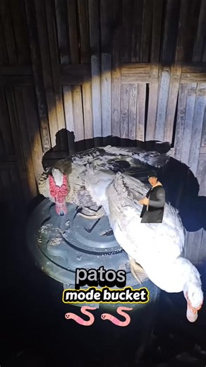 Exploring Muscovy Ducks in Night Mode