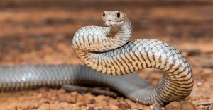 Eastern Brown Snake Bite: Why it has Enough Venom to Kill 58 Humans & How to Treat It