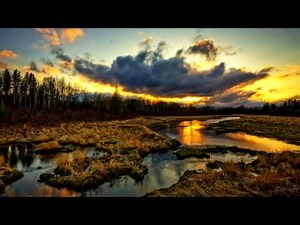 Swamp night Ambient Sounds, Cricket, frogs, Sleep and Relaxation Meditation Sounds