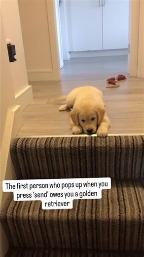 Send this to your #bestie #friends #dogs #dogshorts #goldenretriever #pets #doglove #viral #shorts