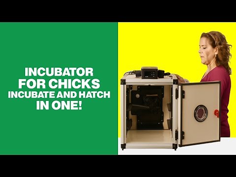 Best Incubator for Chicks 🥚 Incubate and Hatch In One!