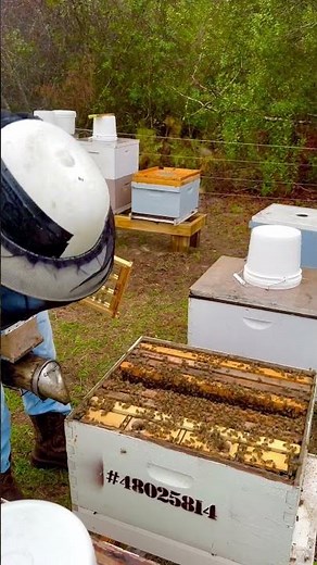 Grafting Queen Cells (Making Queen Bees)