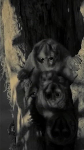 Night Monkeys | NATURE Shorts | PBS