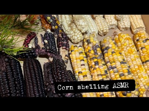 Shelling corn for cornbread and chicken feed | multicolor flint and dent corn