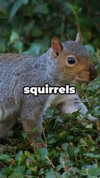 Squirrels Remember Hundreds of Locations and Even Fake It #animals #wildlifefacts