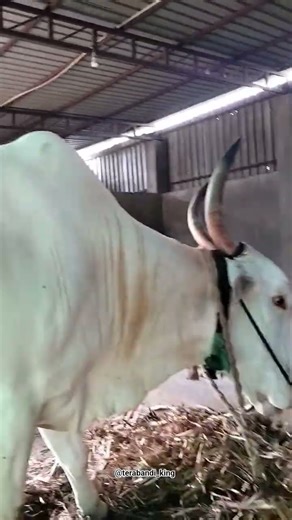 ತೆರಬಂಡಿ ಹೋರಿ🔥❤️‍🩹#terabandirace #terabandi #terabandibulls #trendingshorts #horilover #viralvideo