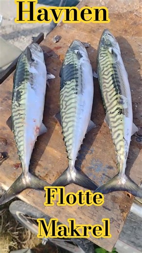 Makrel i Københavns havn August 2025 1 #fishing #floatfishing
