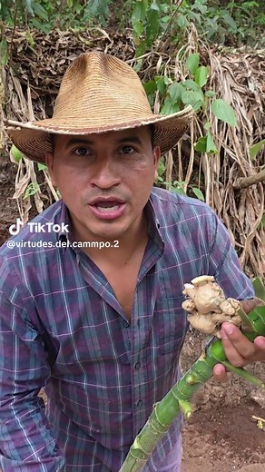 El Campo y Sus Virtudes: Un Viaje Saludable